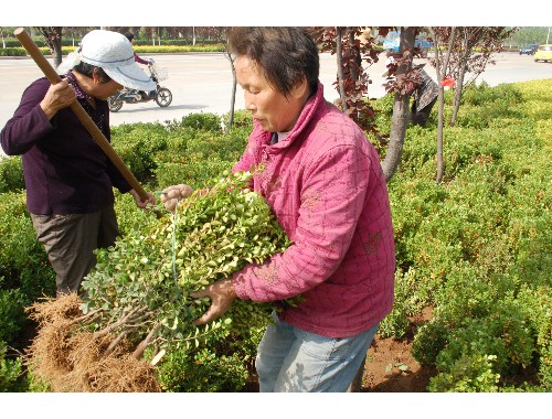 博鱼官方网站：云浮城市绿化厂家电话号码